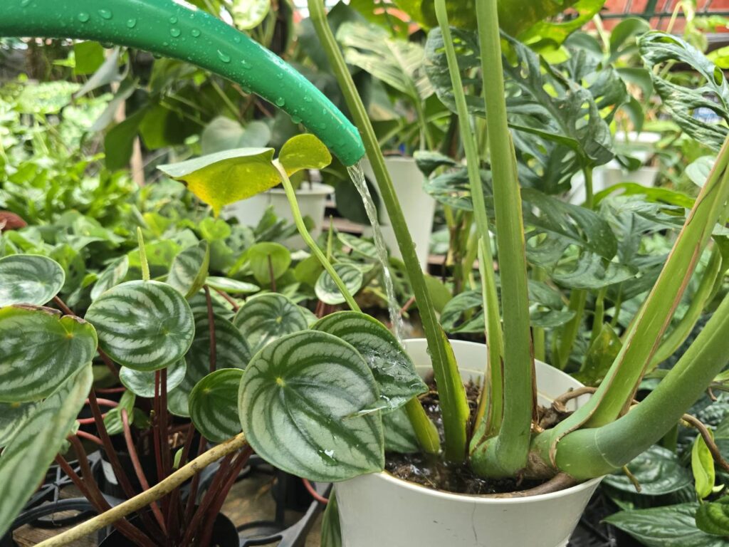 植物のみずやり
